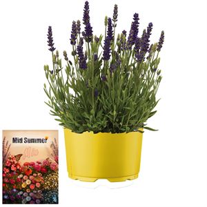 Afbeelding van Ms P12 Lavendel Spear blue